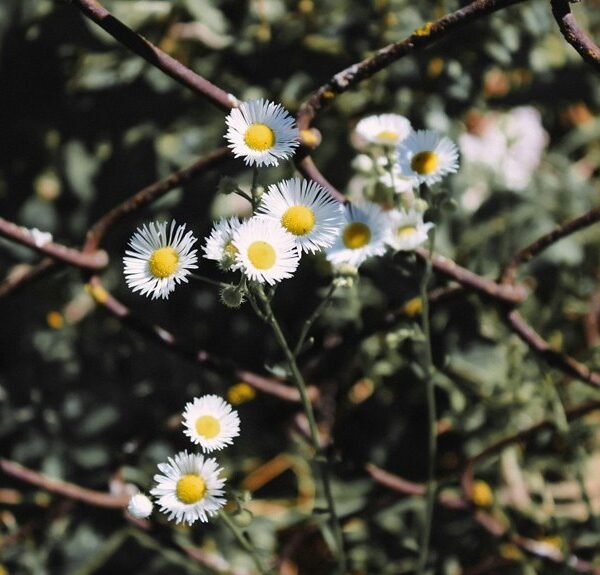 internal linking for growth