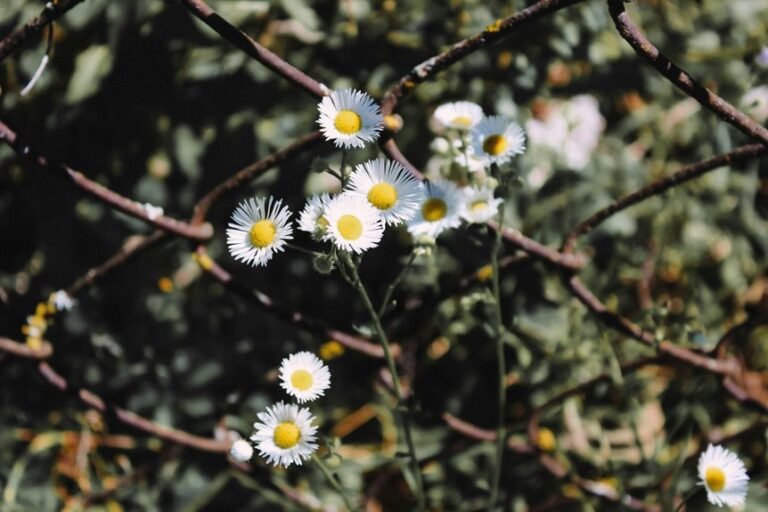 link building for blog growth