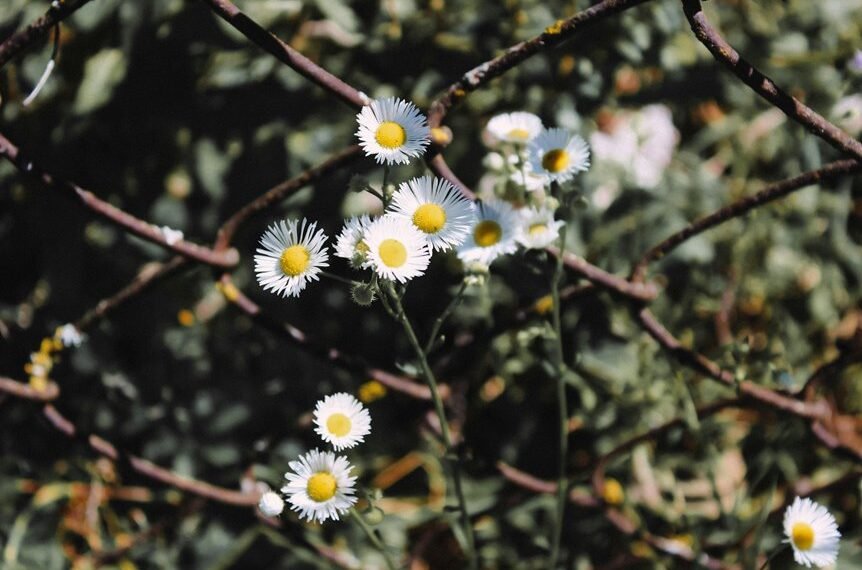 link building for blog growth